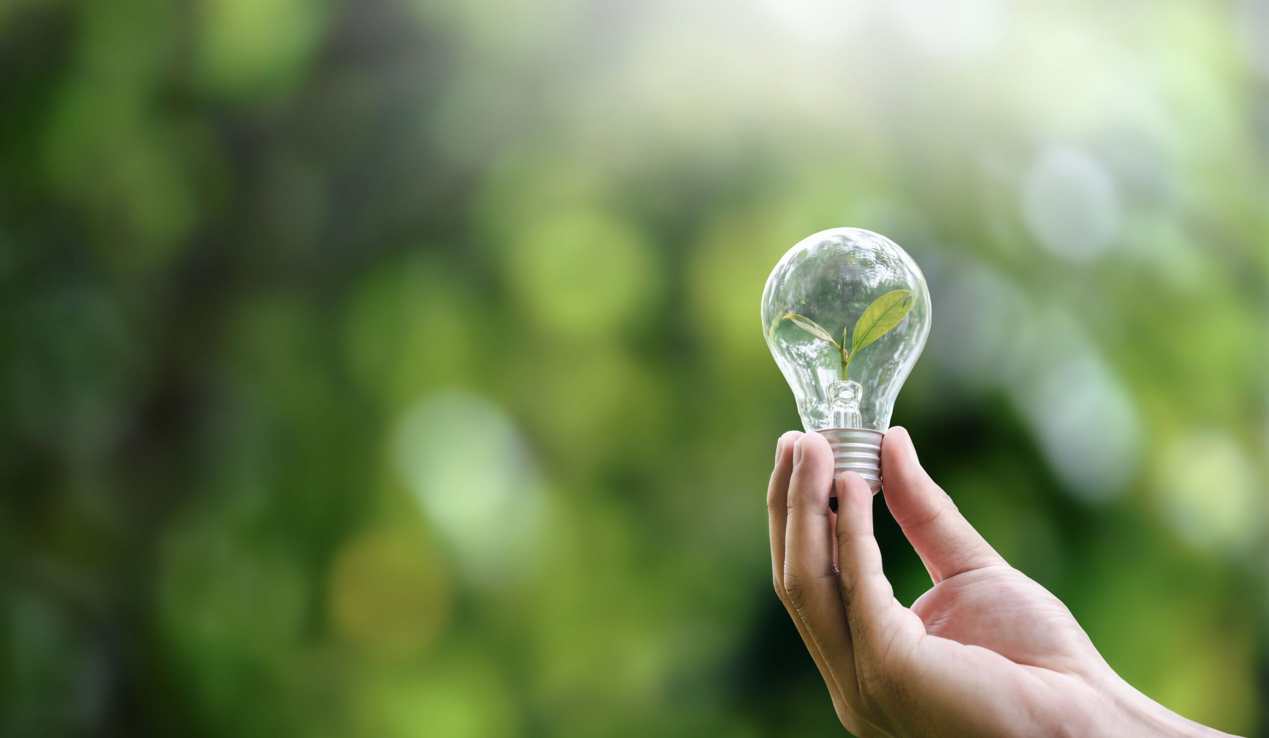 Hand holding light bulbs and growing plants Environment Sustaina